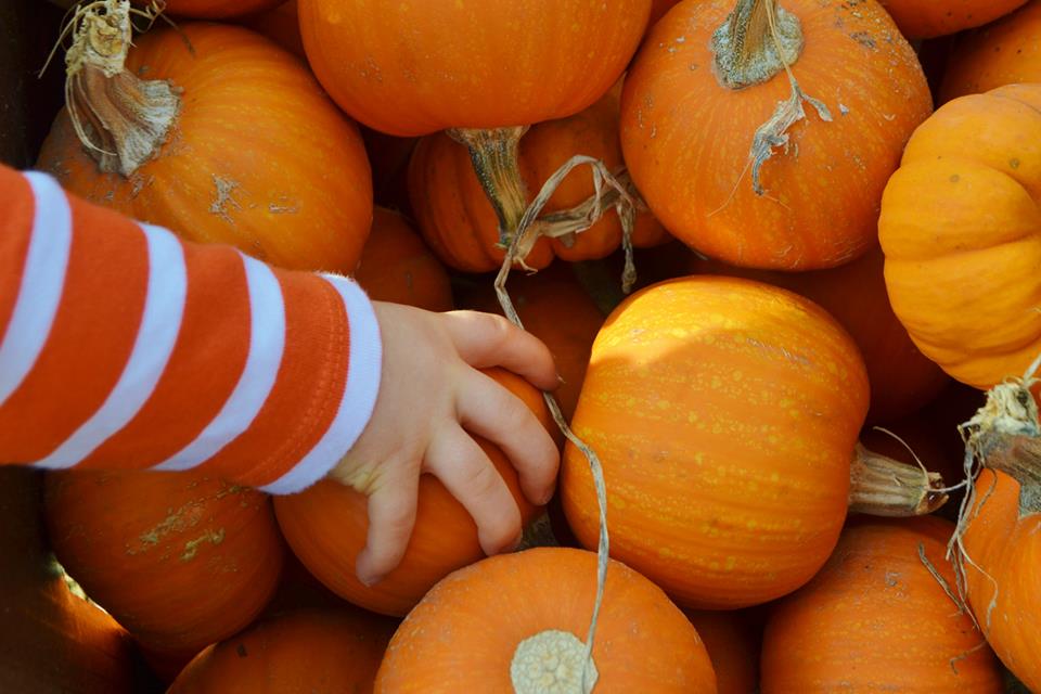 He was most fond of the little pumpkins :)